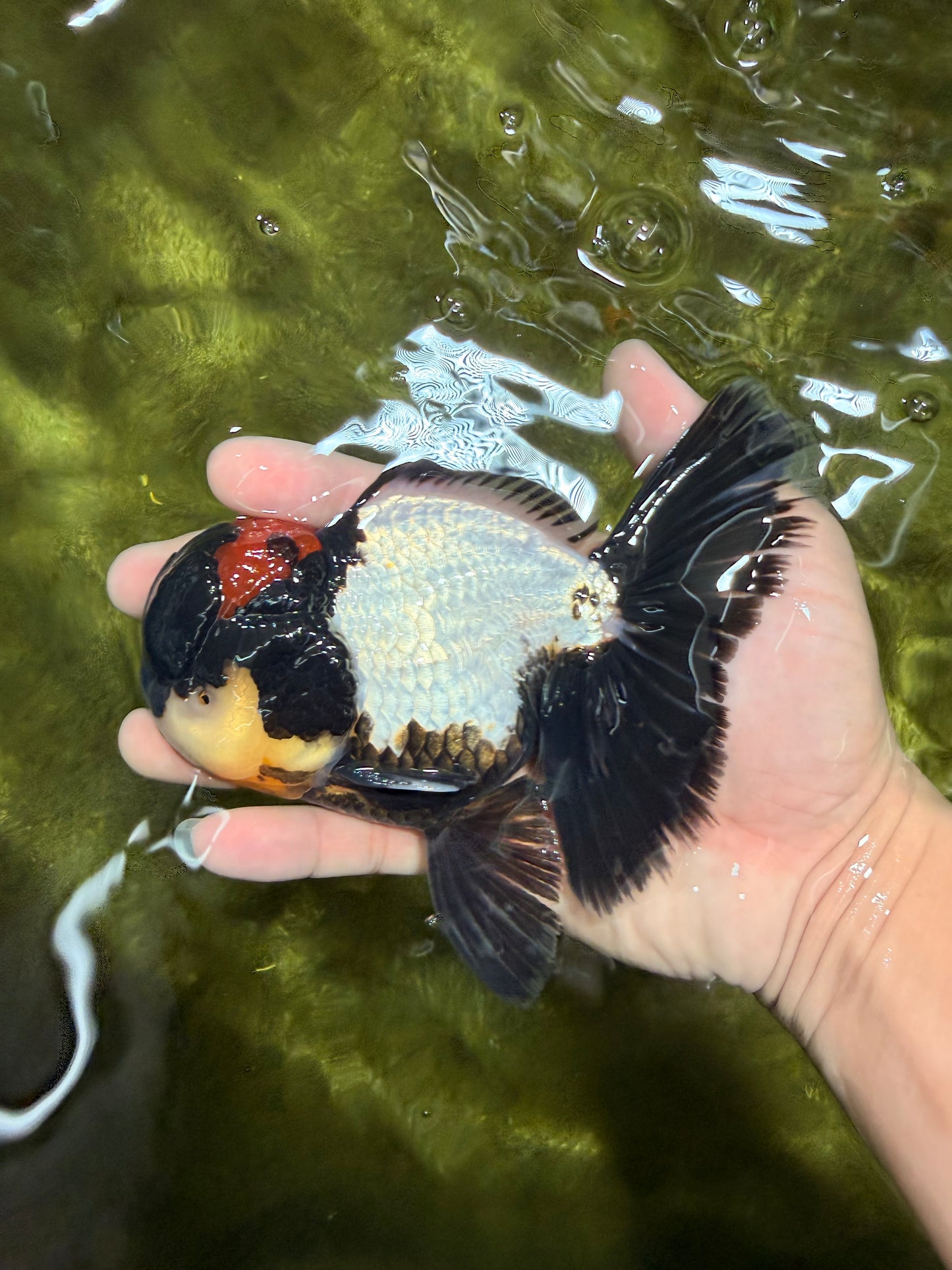 BATMAN AAA Grade Tricolor Oranda Male 5.5 inches #022026OR_09