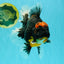 AAA Grade Super Red Head Kirin Oranda Male 7-7.5 inches #062626OR_01