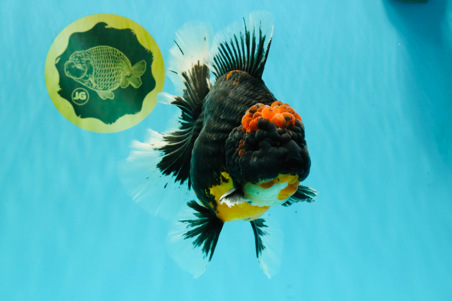AAA Grade Super Red Head Kirin Oranda Male 7-7.5 inches #062626OR_01