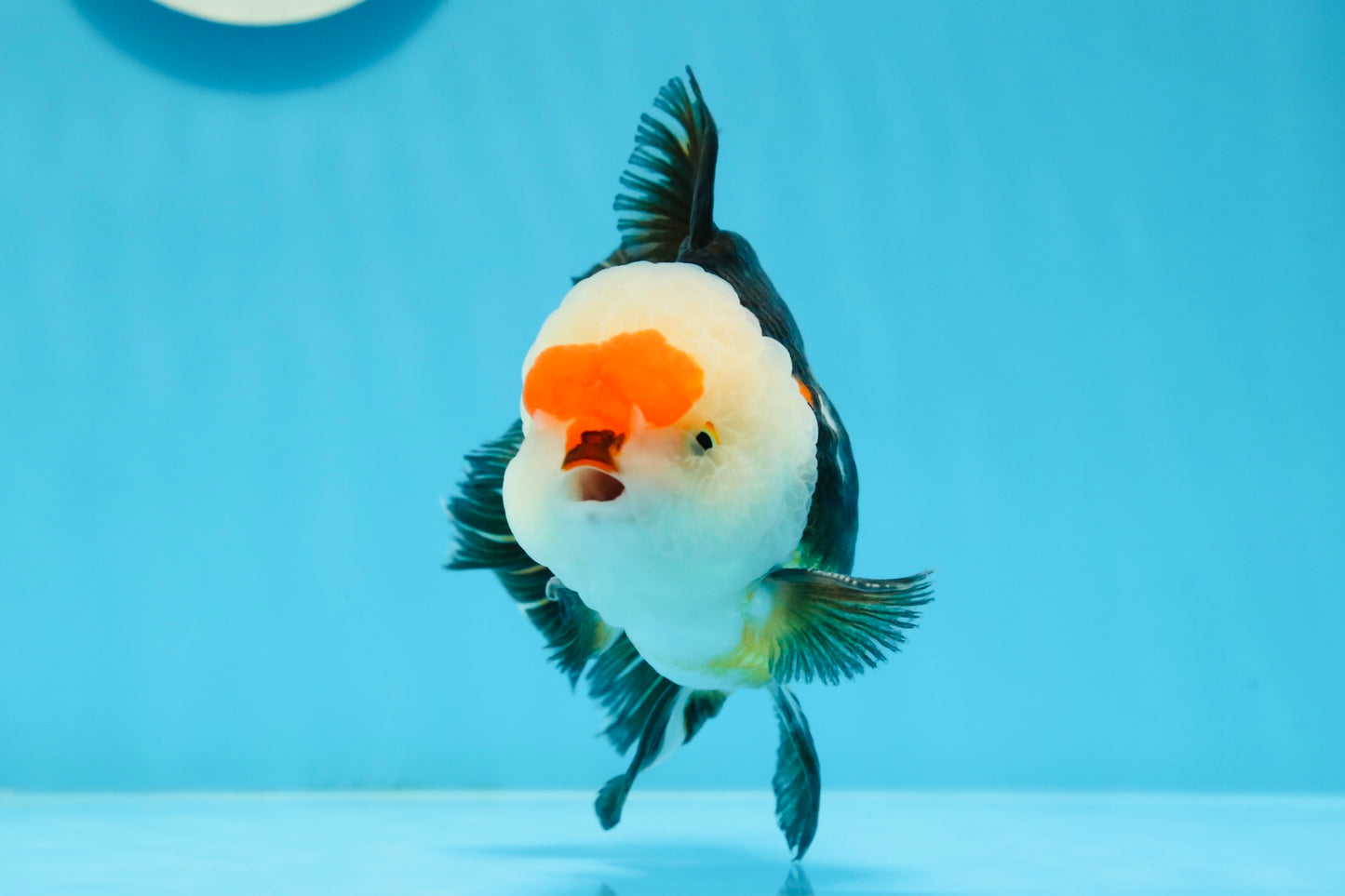 AAA Grade Tricolor Oranda Male 5 inches #0920OR_21