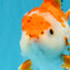A Grade Red White Oranda Male 5.5-6 inches #040326OR_13