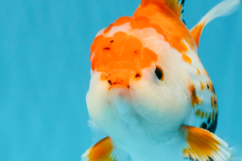 A Grade Red White Oranda Male 5.5-6 inches #040326OR_13