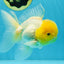 Big Wen A Grade Lemonhead Oranda Male 5 inches #042525OR_07