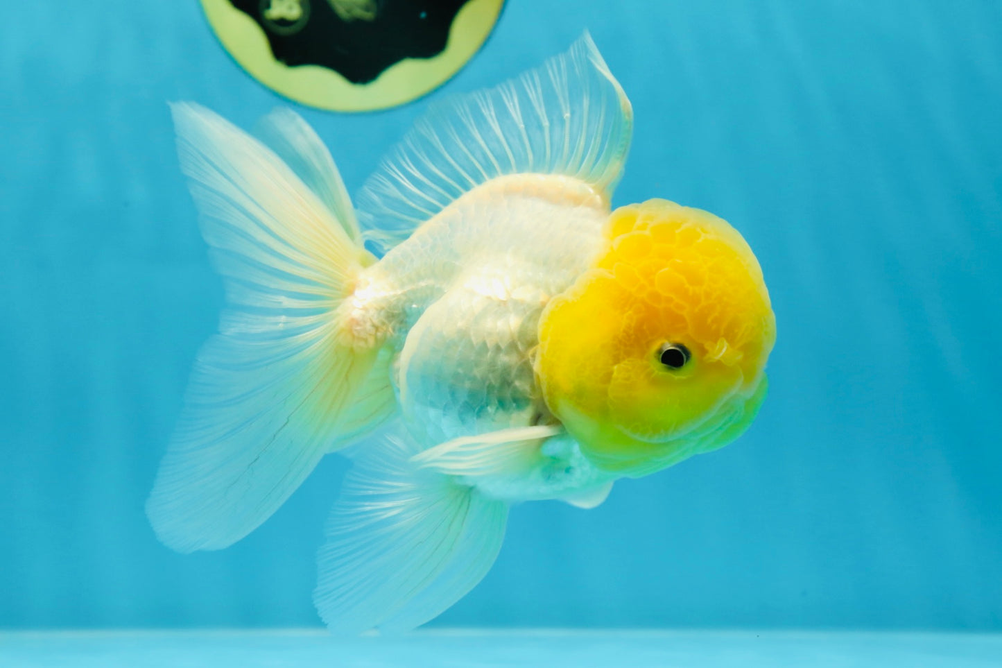Big Wen A Grade Lemonhead Oranda Male 5 inches #042525OR_07