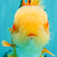 AAA Grade Red White Jade Head Oranda Male 5.5-6 inches #071026OR_29