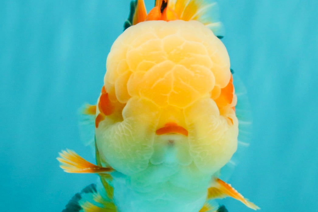 AAA Grade Red White Jade Head Oranda Male 5.5-6 inches #071026OR_29