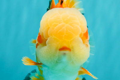 AAA Grade Red White Jade Head Oranda Male 5.5-6 inches #071026OR_29