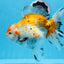 Oranda tricolor hembra de tamaño grande, grado A, 7,5 pulgadas, n.º 0706OR_09