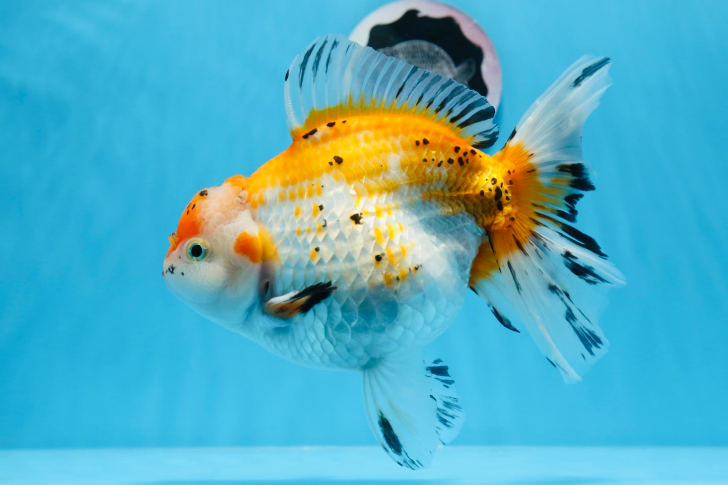 Oranda tricolor hembra de tamaño grande, grado A, 7,5 pulgadas, n.º 0706OR_09