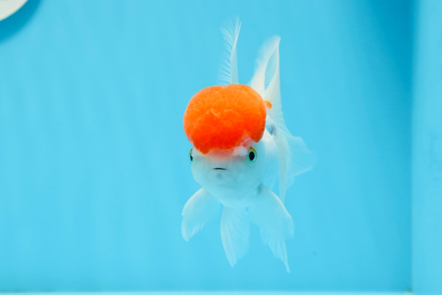 Red Cap Oranda Male 4.5 inches #0920OR_22