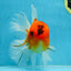 A Grade Sakura Oranda Male 6-6.5 inches #121925OR_11