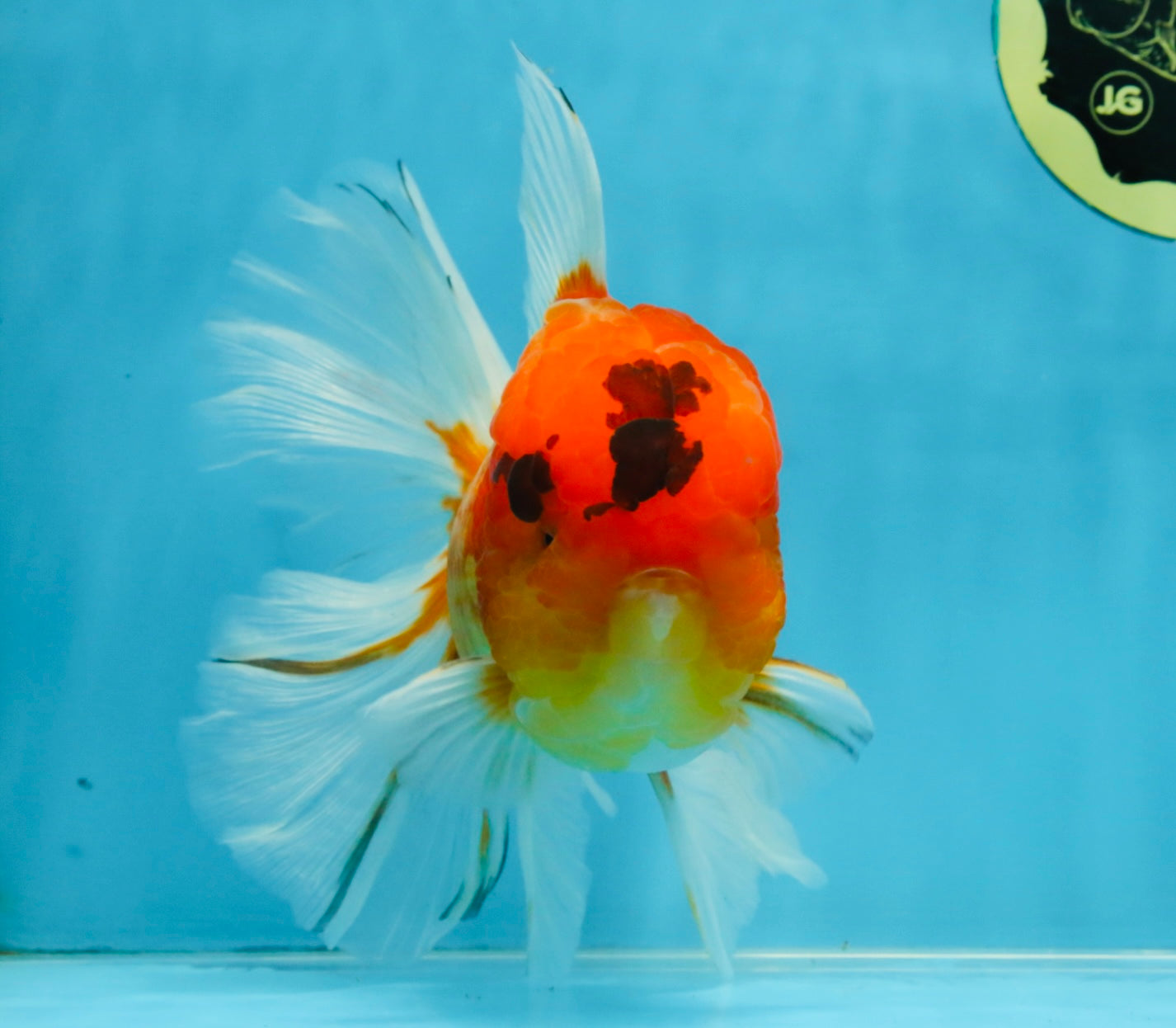 A Grade Sakura Oranda Male 6-6.5 inches #121925OR_11