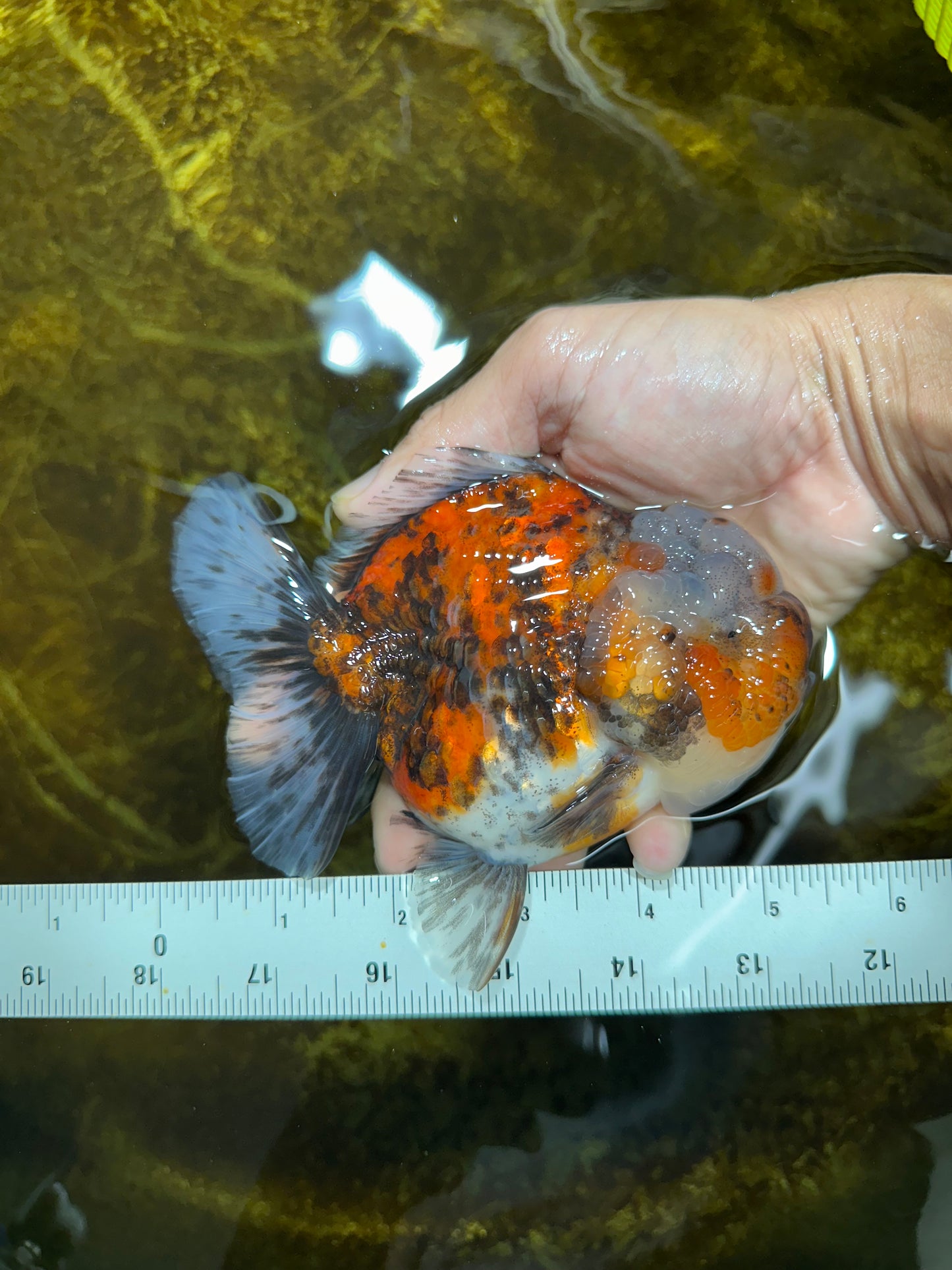 A Grade CHUBBY Calico Yuanbao Female 5-5.5 inches #091925YB_20