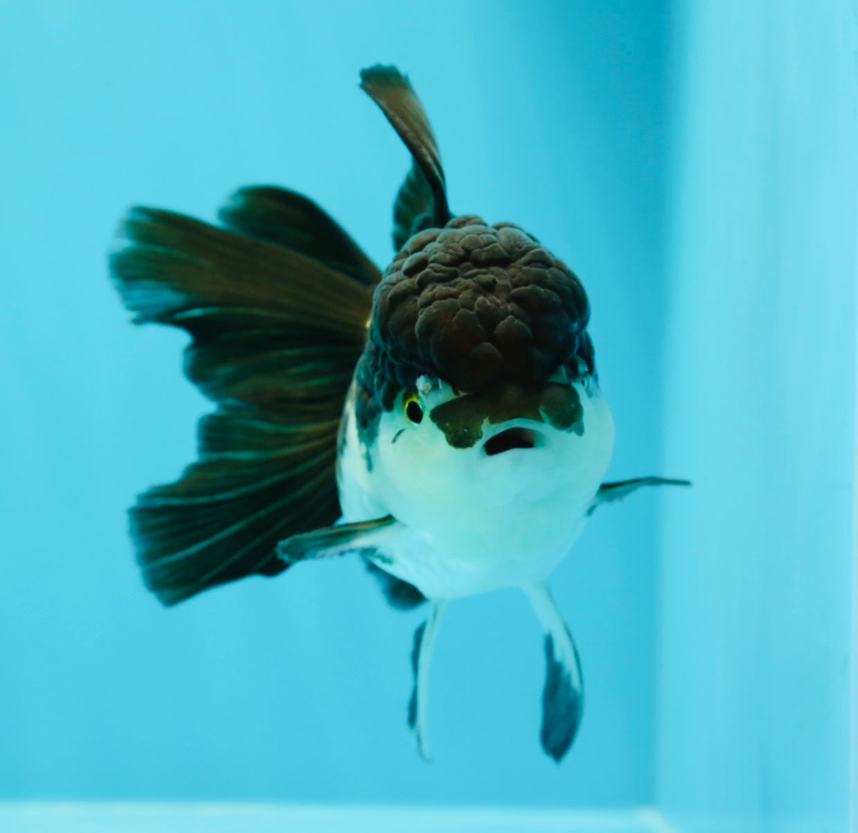 🐼 Panda Oranda Female 4.5-5 inches #0517OR_04