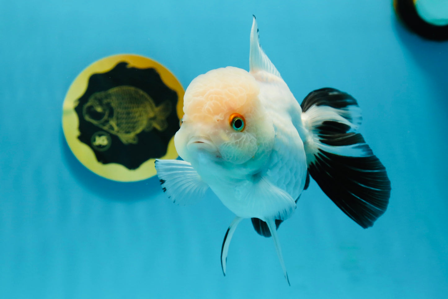 Panda Oranda Female 5 inches #120624OR_12