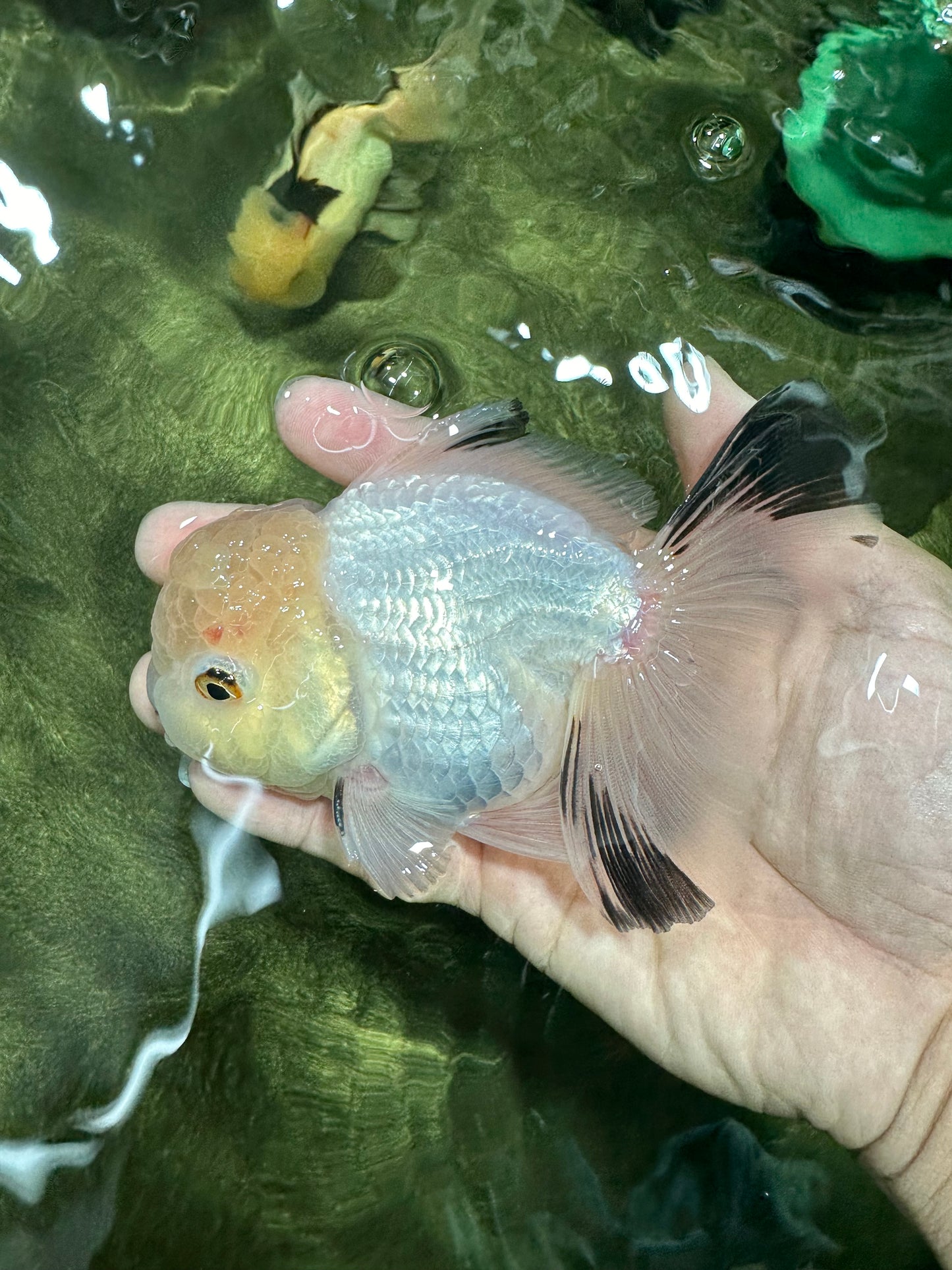 A Grade White Panda Oranda Male 4.5 inches #111524OR_25