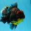 AAA Grade Dark Tiger Godzilla Oranda Female 6.5-7 inches #060625OR_13
