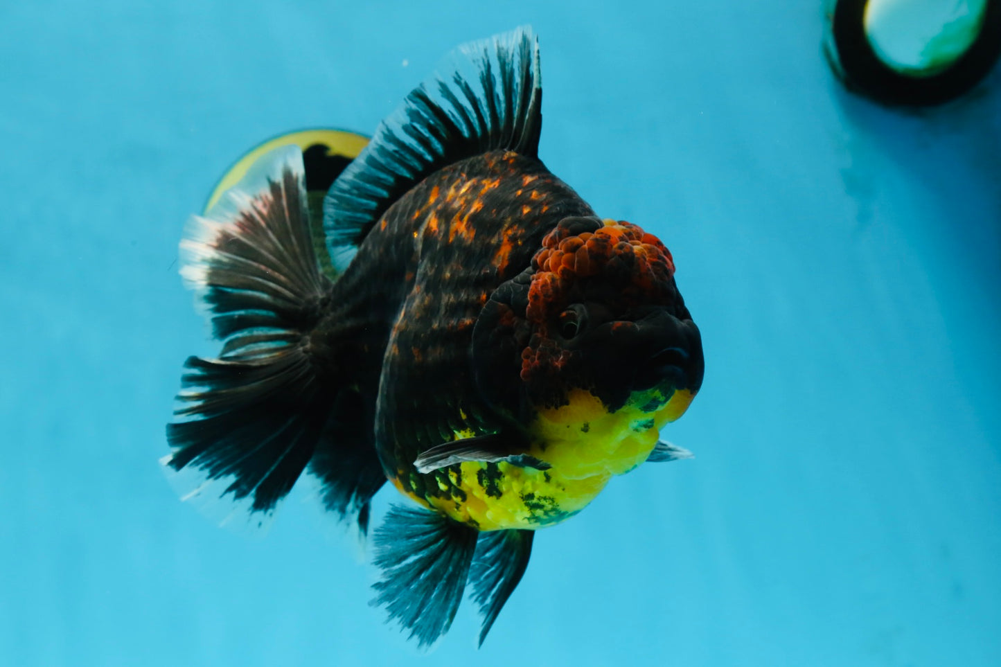 AAA Grade Dark Tiger Godzilla Oranda Female 6.5-7 inches #060625OR_13