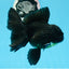 Oranda macho negro de grado A de 5,5 a 6 pulgadas n.° 0726OR_04