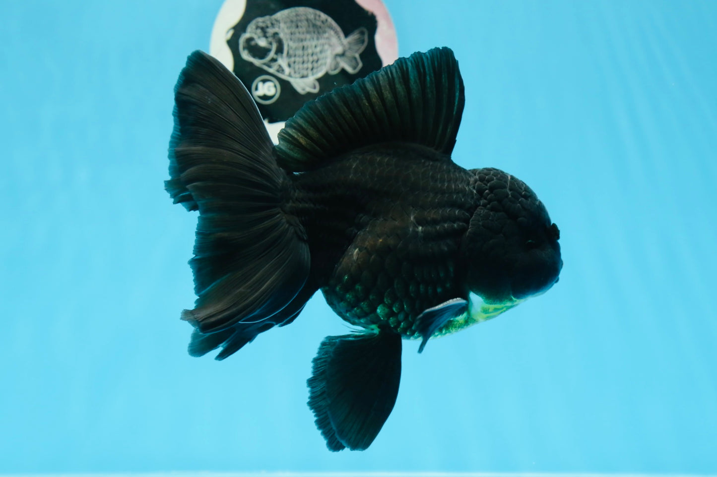 Oranda macho negro de grado A de 5,5 a 6 pulgadas n.° 0726OR_04