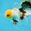 A Grade FLUFFY TAIL Tricolor Oranda Male 5.5 inches #082925OR_08