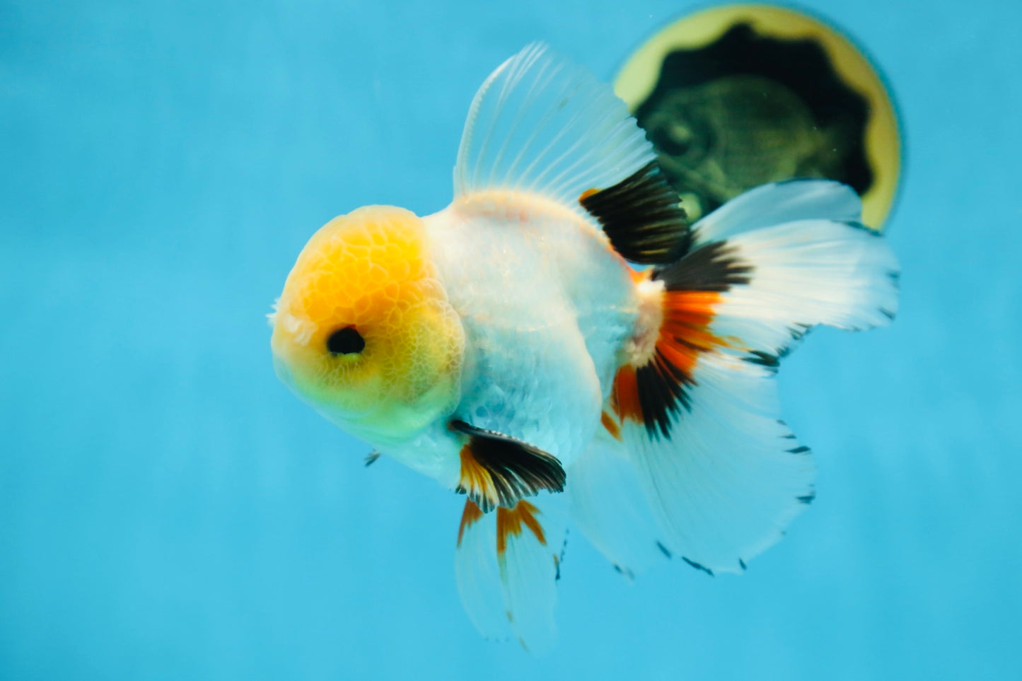A Grade FLUFFY TAIL Tricolor Oranda Male 5.5 inches #082925OR_08