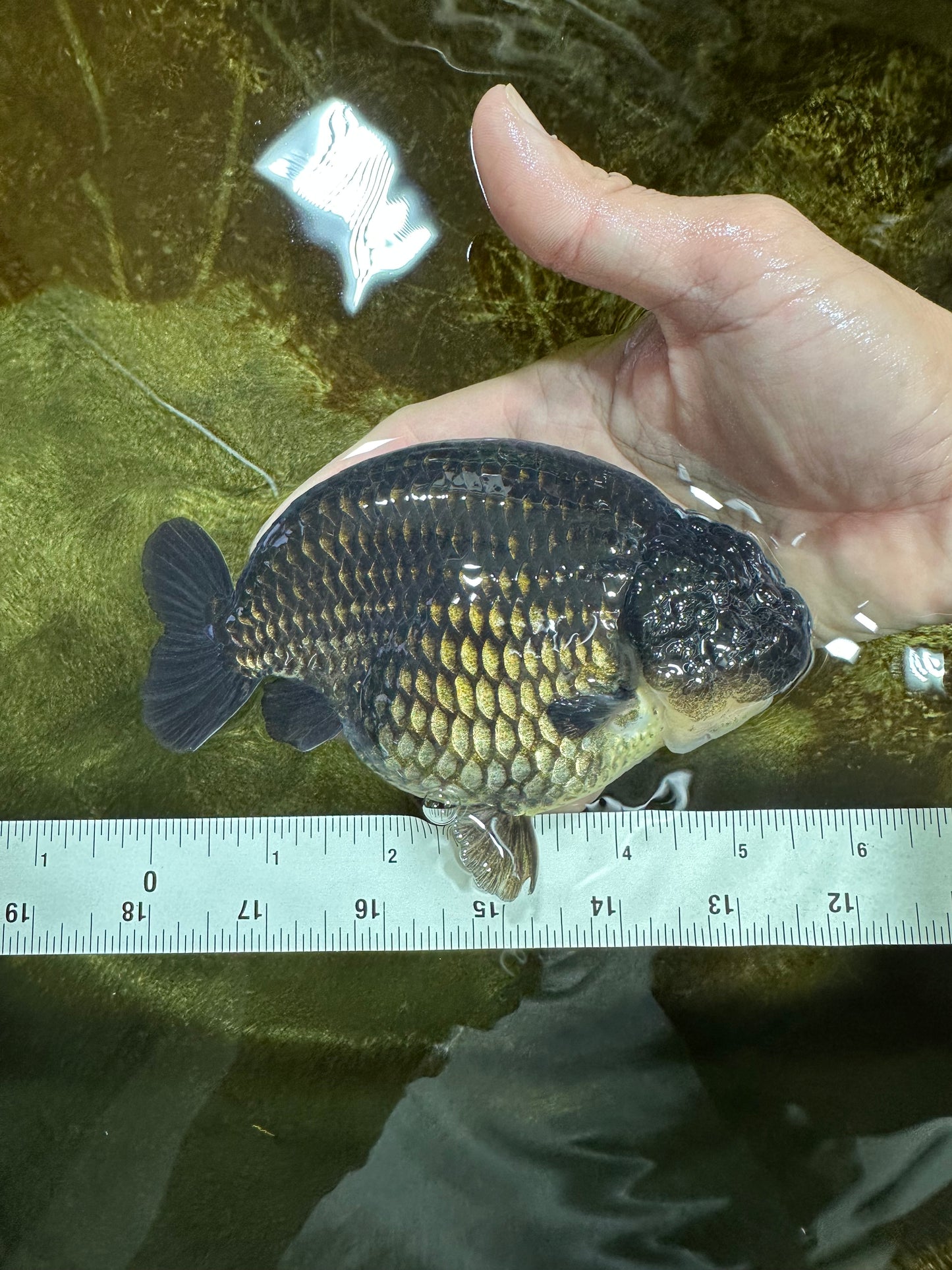 SHOW GRADE Black King Kong Strong Body Structure Ranchu Male 5.5 inches #060625RC_01