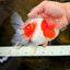 LOVELY A Grade Sakura Oranda Female 5.5 inches #102425OR_23