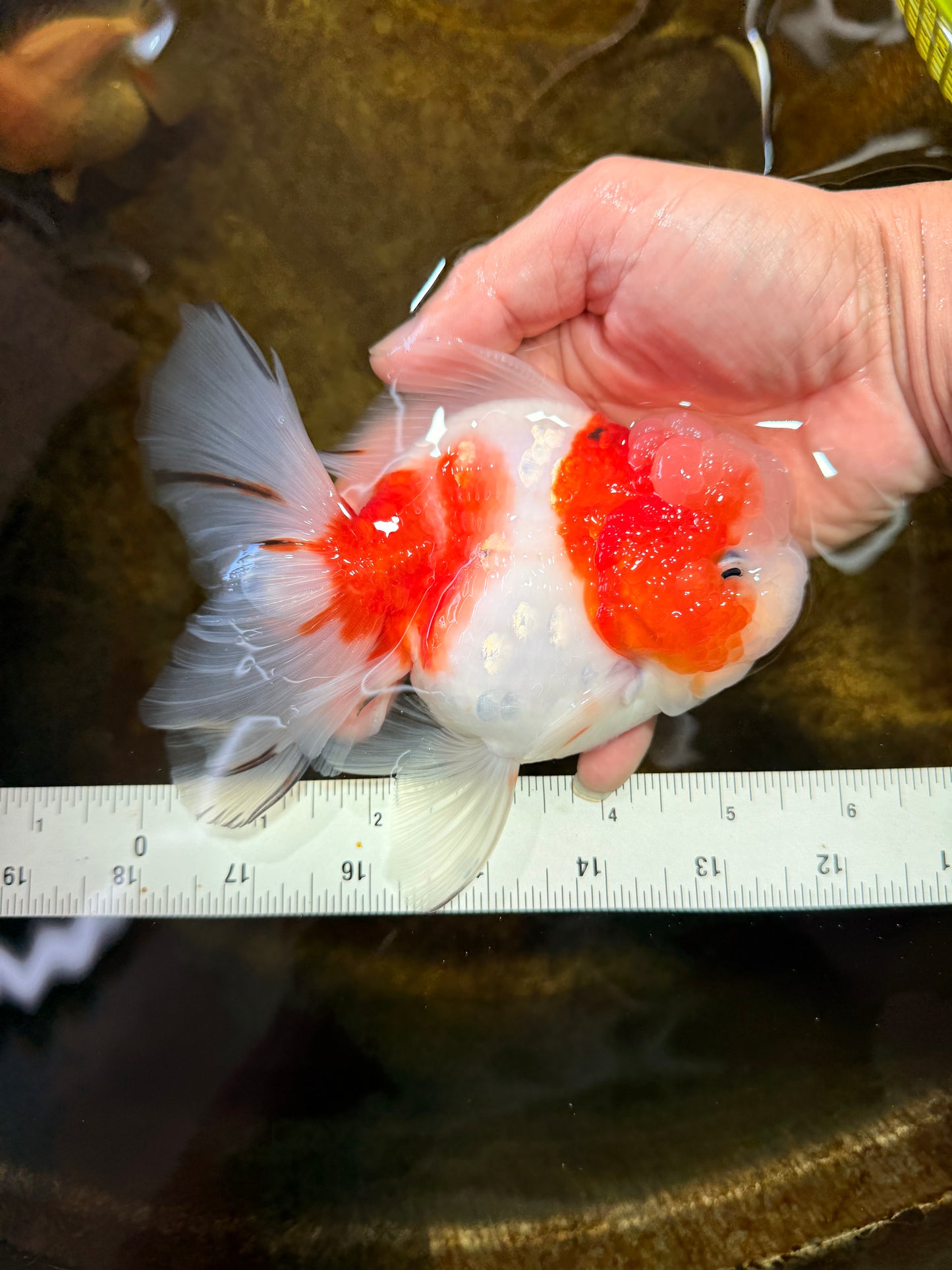 LOVELY A Grade Sakura Oranda Female 5.5 inches #102425OR_23