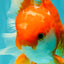 A Grade Red White Oranda Male 5-5.5 inches #091826OR_08