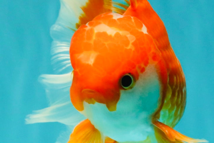 A Grade Red White Oranda Male 5-5.5 inches #091826OR_08