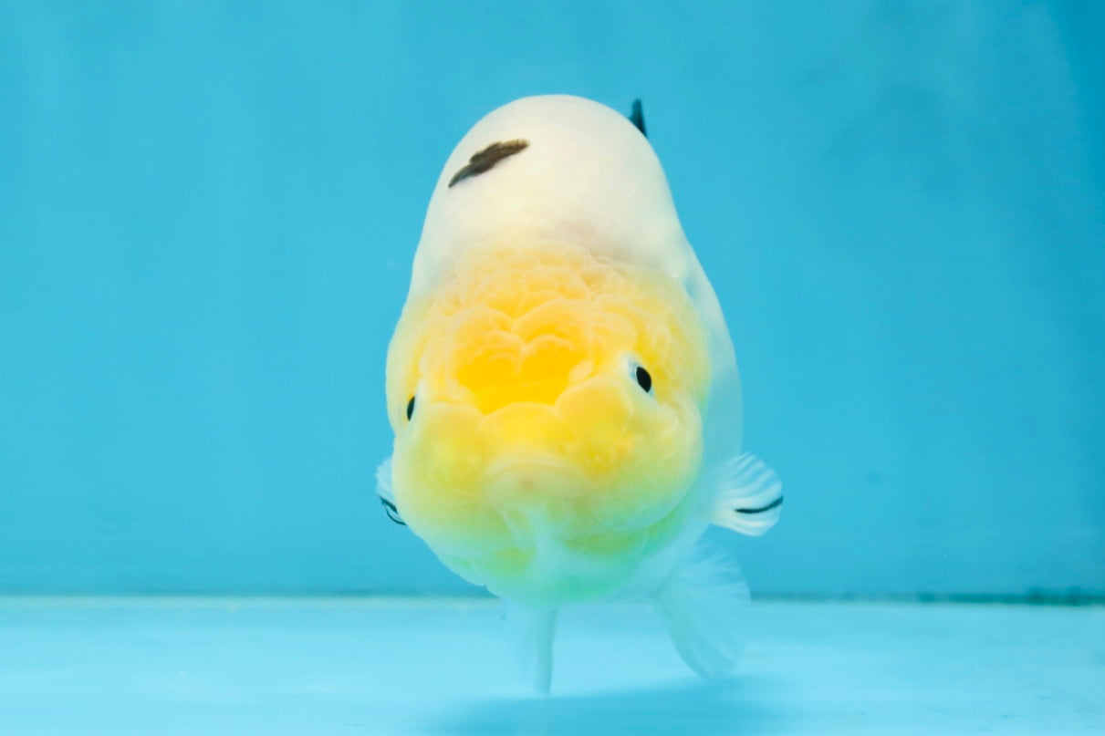 A Grade Milk Cow Ranchu Female 4.5 inches #101025RC_14