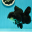 A Grade Impressive Black Oranda Male 5 inches #102524OR_10