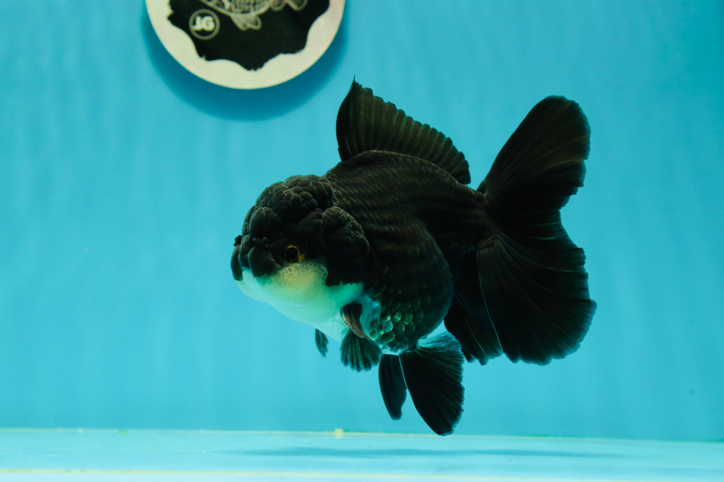 A Grade Impressive Black Oranda Male 5 inches #102524OR_10