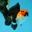 Tricolor Oranda Male 4.5-5 inches #053025OR_23