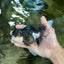 CHONKY Panda Oranda Male 5.5 inches #091225OR_24