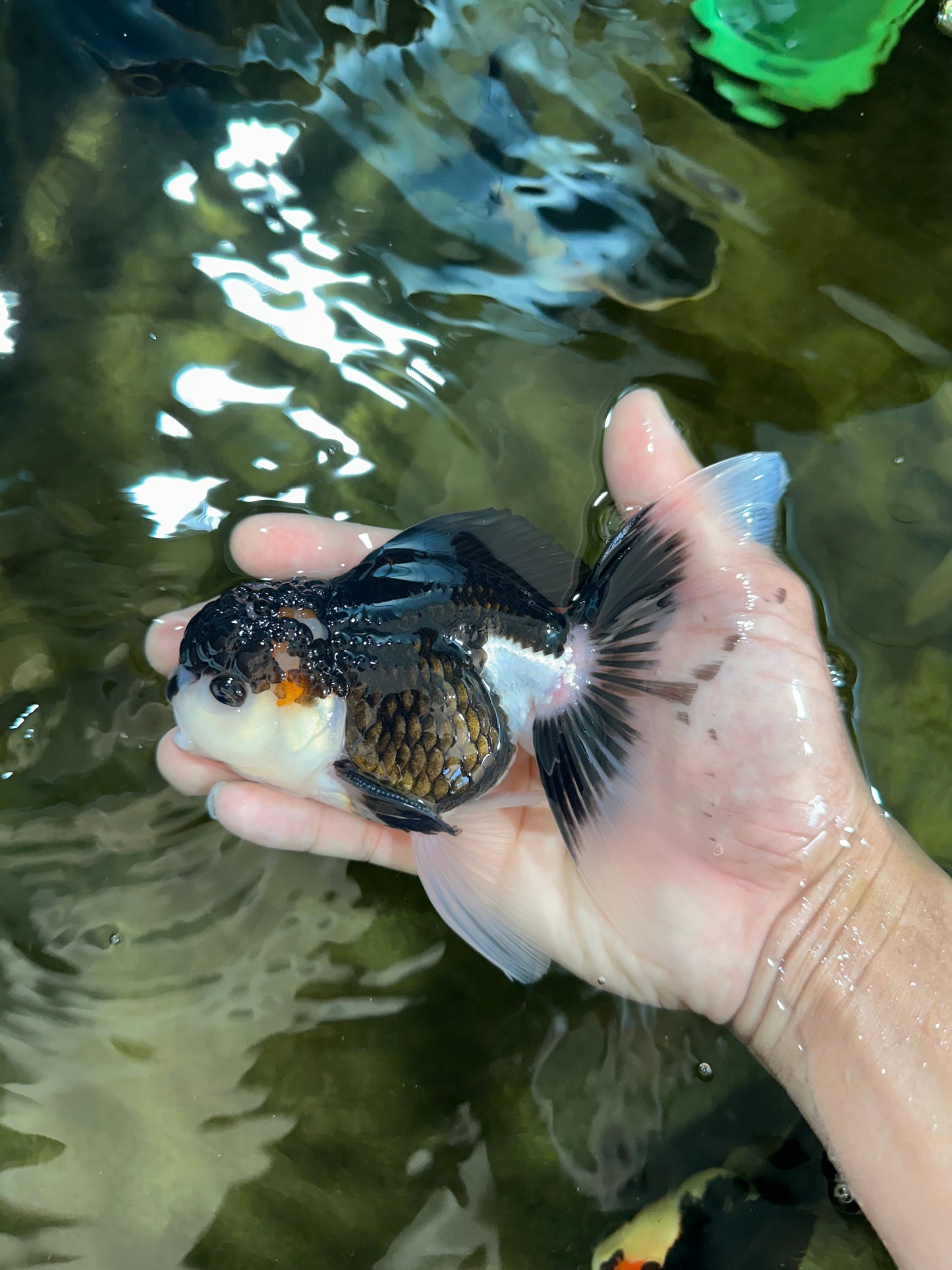 CHONKY Panda Oranda Male 5.5 inches #091225OR_24