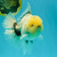 A Grade Marble Oranda Male 6-6.5 inches #042426OR_11