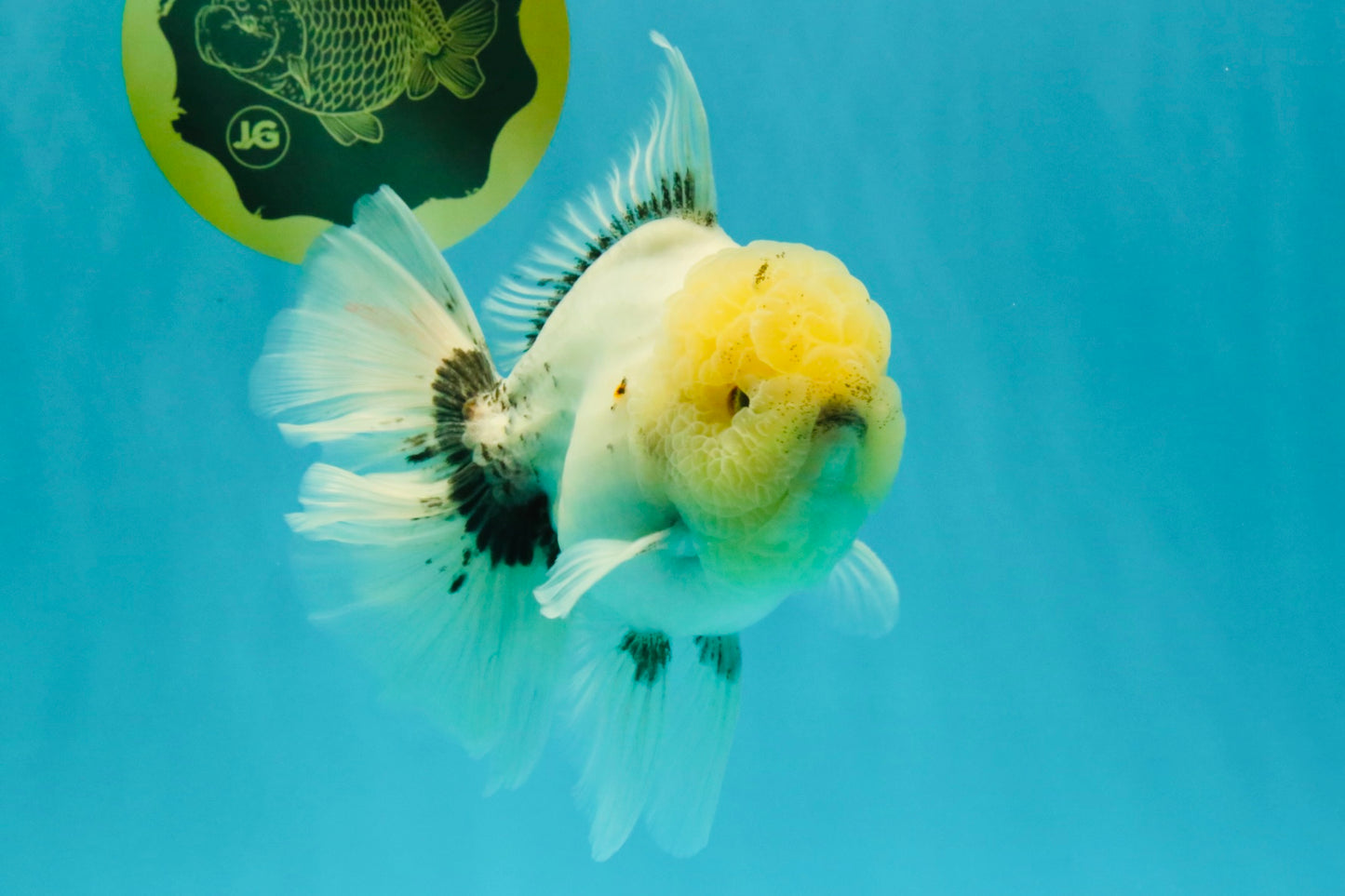 A Grade Marble Oranda Male 6-6.5 inches #042426OR_11