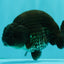 A Grade Black Ranchu Male 5-5.5 inches #071726RC_07
