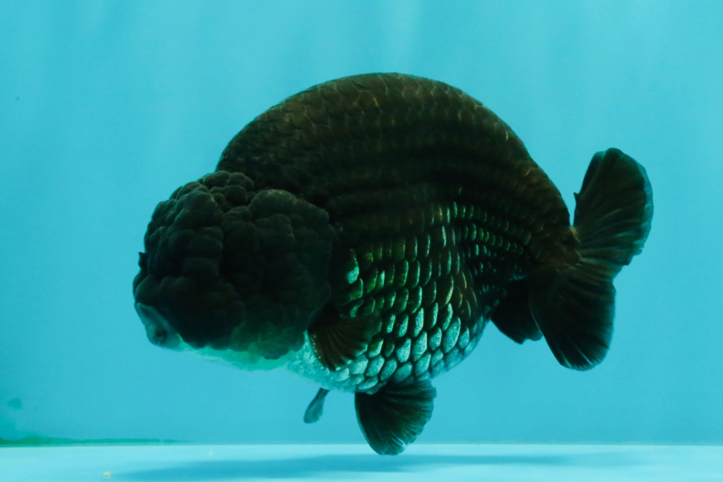 A Grade Black Ranchu Male 5-5.5 inches #071726RC_07