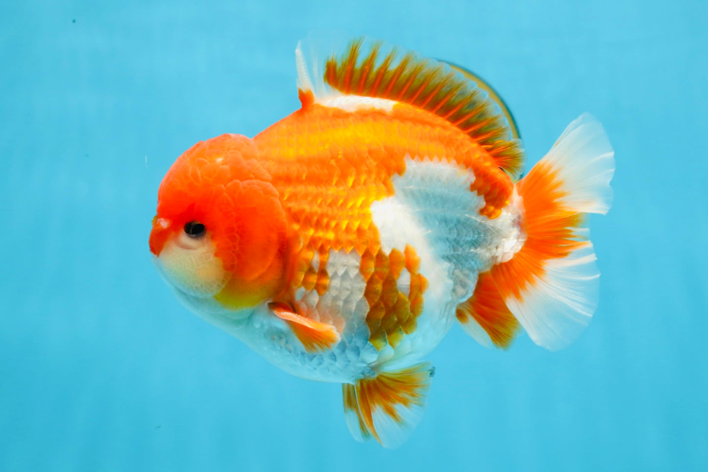 SHOW GRADE Godzilla Red White Yuanbao Male 5.5 inches #101025YB_27