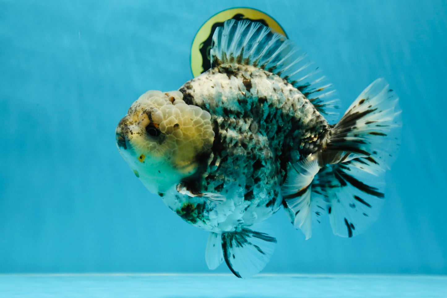 MONSTER AAA Grade White Tiger Yuanbao Male 7-7.5 inches #042525_01