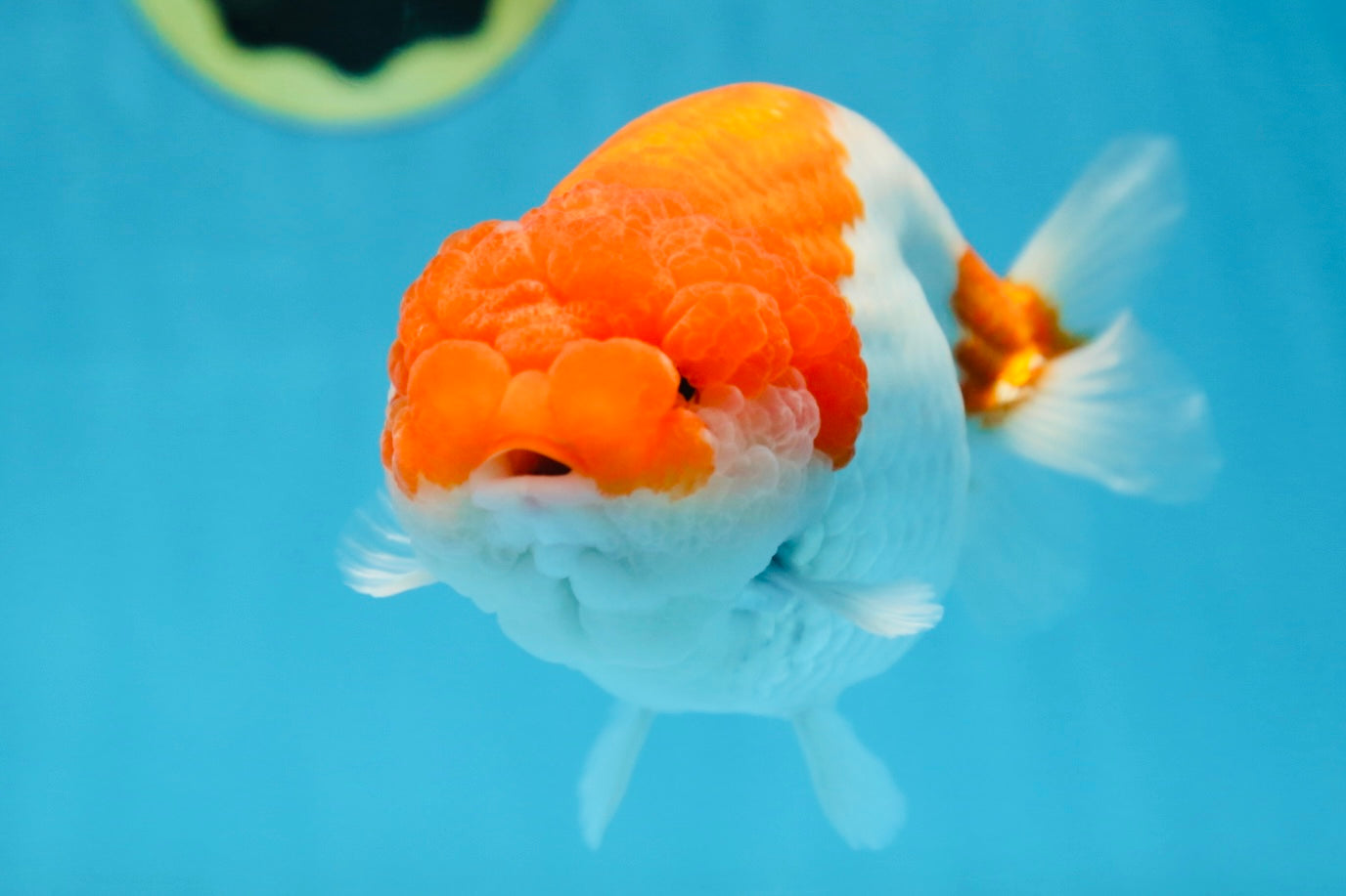 AAA Grade FLUFFY WEN Red White LionQueen 5.5-6 inches #090525LC_02