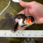 A Grade Tricolor Oranda Male 4.5 inches #050225OR_08