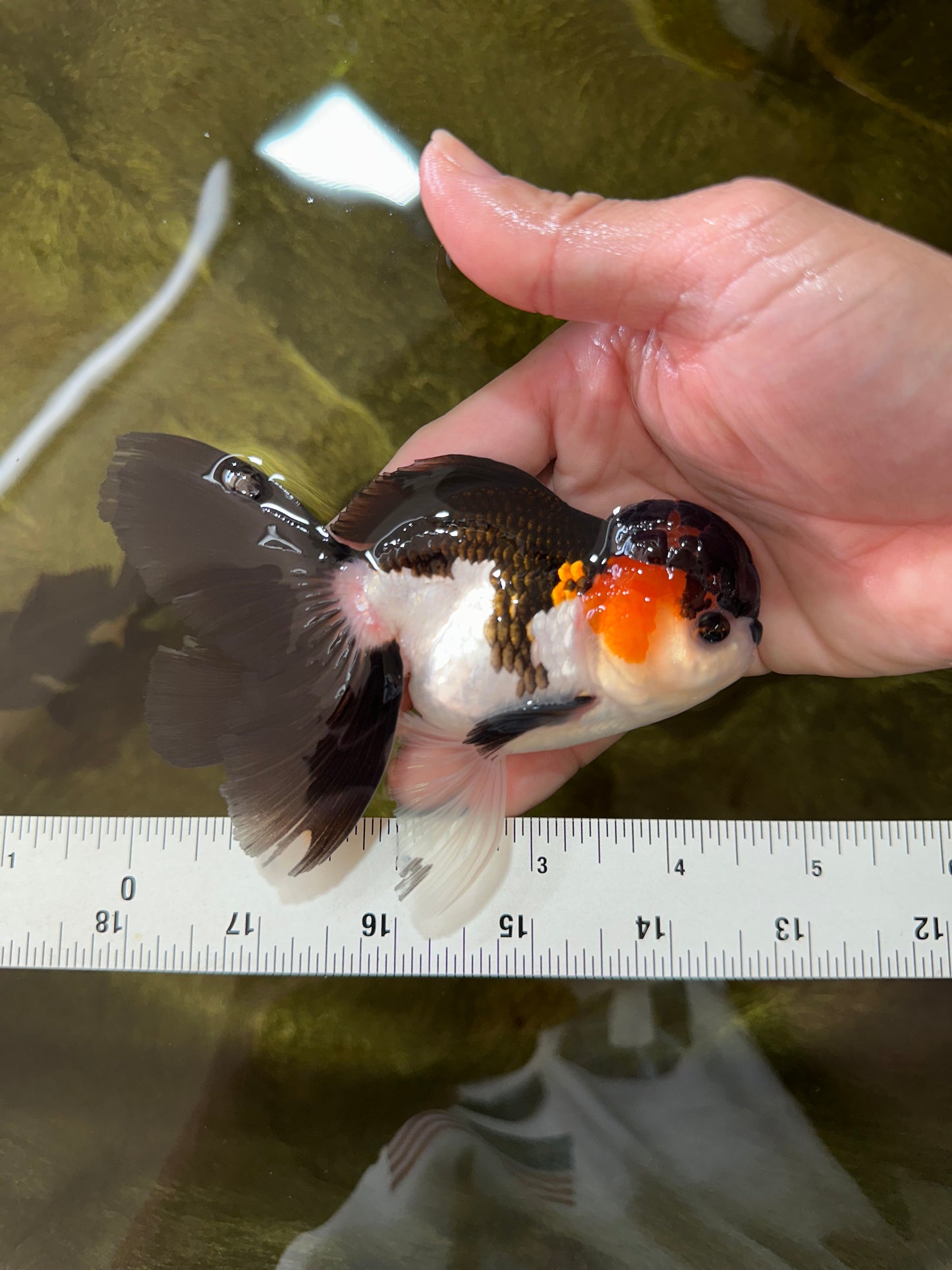 A Grade Tricolor Oranda Male 4.5 inches #050225OR_08