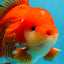 AAA Grade Red White Oranda Male 6 inches #080125OR_12