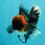 AAA Grade Red Head Kirin Oranda Male 6-6.5 inches #070326OR_27