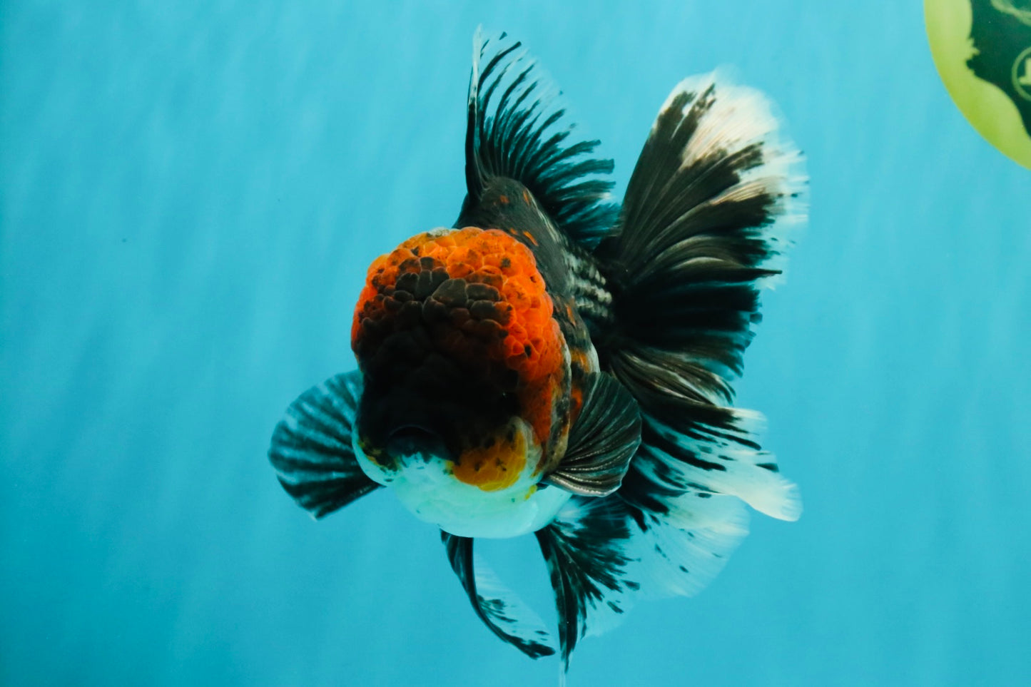 AAA Grade Red Head Kirin Oranda Male 6-6.5 inches #070326OR_27