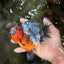UNIQUE A Grade Calico Oranda Female 5.5 inches #073126OR_21